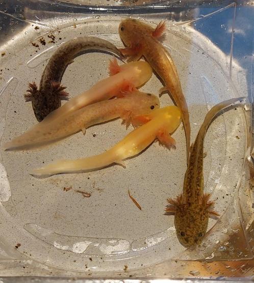 Axolotl nakweek 2025, Dieren en Toebehoren, Reptielen en Amfibieën, Amfibie, 0 tot 2 jaar