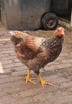 Wyandotte hanen, Dieren en Toebehoren, Mannelijk, Kip