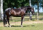 Brave Lusitano x warmbloed, Dieren en Toebehoren, Gechipt, B, Ruin, Dressuurpaard