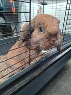 Konijnen 3 jaar, Meerdere dieren