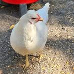 Schijndelaar hen, Vrouwelijk, Kip