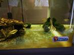 apistogramma cacatuoides, Dieren en Toebehoren, Vis, Zoetwatervis