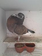 Staande oliebonte Duif., Dieren en Toebehoren, Vrouwelijk, Kropper