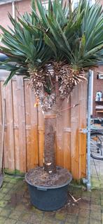Mooie Palmboom in Pot ophalen op afspraak 0653 600 116, Bloeit niet, Ophalen of Verzenden, 100 tot 250 cm, Palmboom