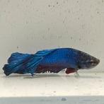 Betta splendens man 79, Vis