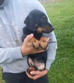 Elza – klein energiek hartje zoekt avontuur, Particulier, Rabiës (hondsdolheid), 15 weken tot 1 jaar, Buitenland