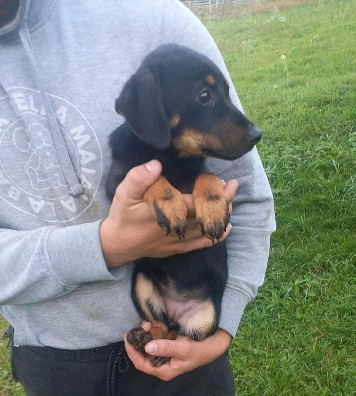 Elza – klein energiek hartje zoekt avontuur, Dieren en Toebehoren, Honden | Niet-rashonden, Klein, Teef, Particulier, Eén hond