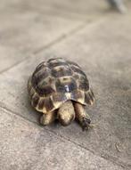 Griekse landschildpad, Dieren en Toebehoren, Reptielen en Amfibieën, Schildpad