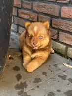 Corgi x pommeriaan x mini pomsky pups puppies puppy's, CDV (hondenziekte), 8 tot 15 weken, Meerdere, Meerdere dieren