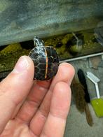 Zuidelijke sierschildpad - Chrysemys picta dorsalis, Dieren en Toebehoren, Reptielen en Amfibieën, Schildpad