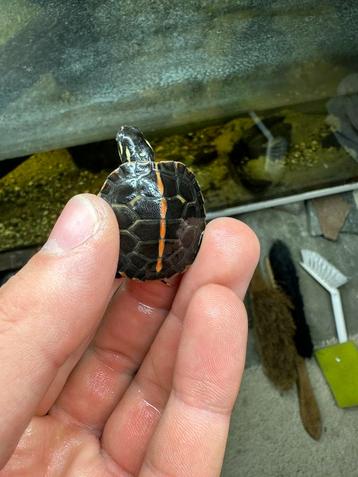 Zuidelijke sierschildpad - Chrysemys picta dorsalis beschikbaar voor biedingen