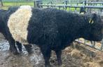 Te koop mooie Belted Galloway stier, Dieren en Toebehoren, Mannelijk