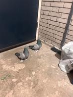 Turkse takla duiven, Dieren en Toebehoren, Vogels | Duiven, Meerdere dieren, Overige soorten