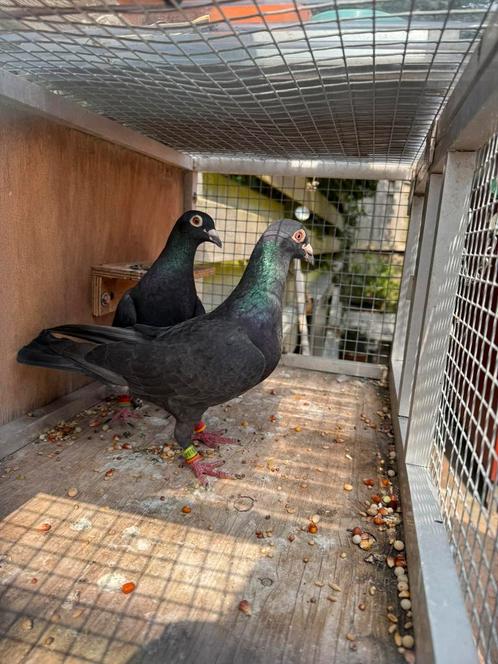 Postduiven te koop aangeboden, Dieren en Toebehoren, Vogels | Duiven, Postduif, Meerdere dieren