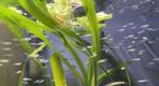 Afrikaans blauwoogje - Lichtoogje "Aplocheilichthys normani", Dieren en Toebehoren, Vissen | Aquariumvissen, Vis, Zoetwatervis
