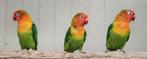 3-0 Fischeri groen/opaline/pale fallow '22,' 23, Dieren en Toebehoren, Meerdere dieren, Dwergpapegaai of Agapornis, Geringd