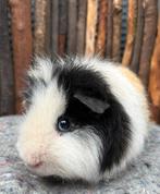 Cavia beer Scottie (word gecastreerd), Dieren en Toebehoren, Juni, Mannelijk, Cavia