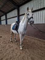 Bereden en betuigde ruin, Dieren en Toebehoren, Paarden, Ruin, Niet van toepassing, Gechipt, 160 tot 165 cm
