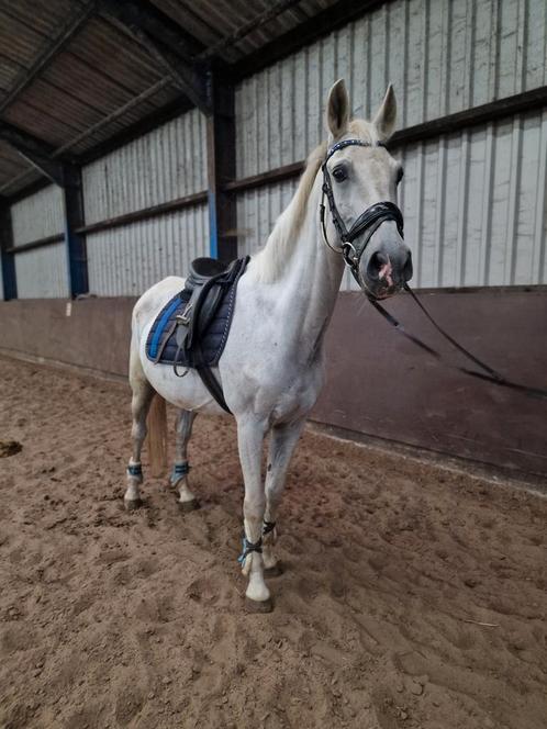Bereden en betuigde ruin, Dieren en Toebehoren, Paarden, Ruin, Niet van toepassing, 160 tot 165 cm, 11 jaar of ouder, Recreatiepaard