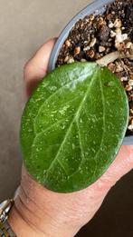 Hoya Michelle, Ophalen of Verzenden, Overige soorten, Minder dan 100 cm