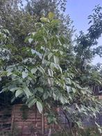 Walnoot bomen, Tuin en Terras, Planten | Bomen, Ophalen, Volle zon, Overige soorten