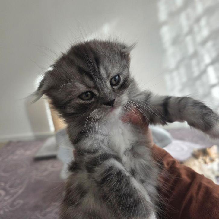 Ragdoll kittens, Dieren en Toebehoren, Katten en Kittens | Raskatten | Langhaar, Meerdere dieren