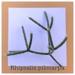 27. rhipsalis pilocarpia €1,25, Ophalen of Verzenden, Overige soorten, Minder dan 100 cm