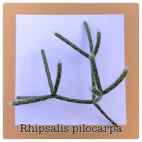 27. rhipsalis pilocarpia €1,25, Huis en Inrichting, Kamerplanten, Overige soorten, Minder dan 100 cm, Ophalen of Verzenden