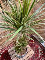 Dracena spec., Huis en Inrichting, Ophalen