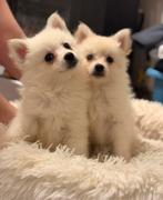 Prachtige Keeshond pups te koop, België, Particulier, 8 tot 15 weken, Meerdere