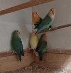 Mooie koppels Agapornis roseicollis., Dieren en Toebehoren, Vogels | Parkieten en Papegaaien, Meerdere dieren, Dwergpapegaai of Agapornis