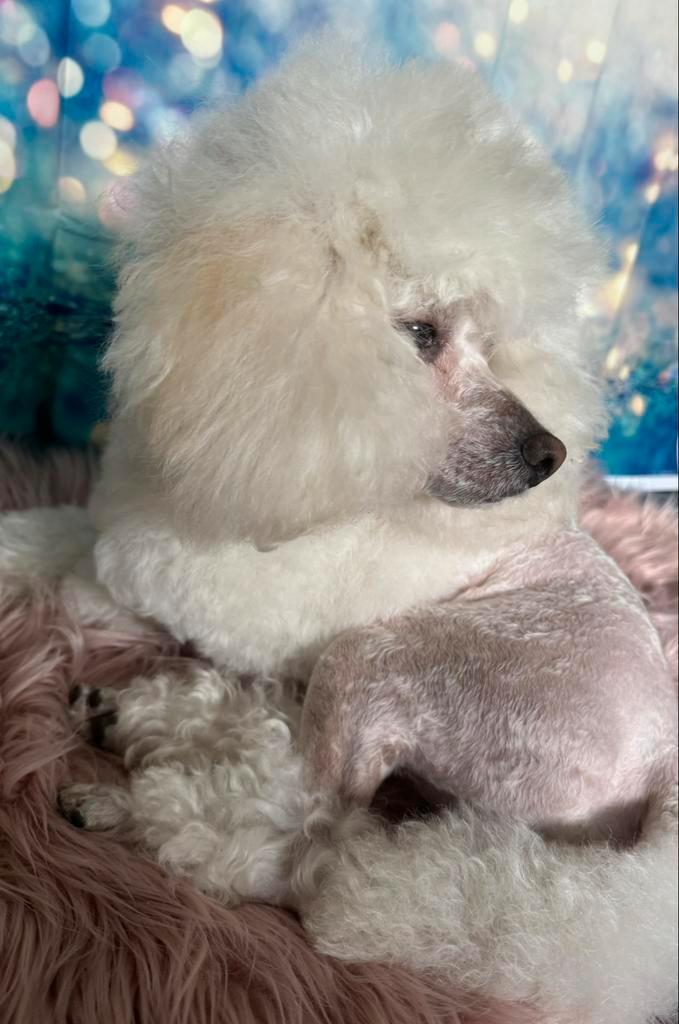 Dekreu dwergpoedel, Dieren en Toebehoren, Honden | Dekreuen, Reu, Particulier, Eén hond, België, 3 tot 5 jaar, CDV (hondenziekte)