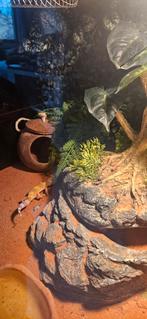 Luipaardgekko man, Hagedis, 0 tot 2 jaar