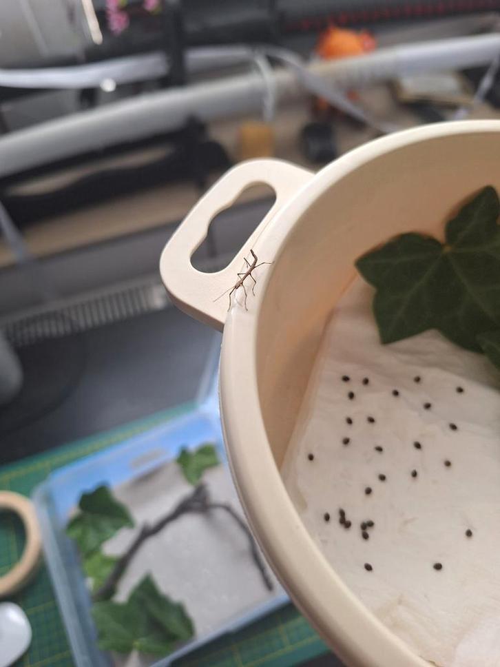 Wandelende takken nymfen, Dieren en Toebehoren, Insecten en Spinnen, Wandelende tak