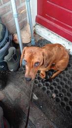 Caninchen teckel (reu) rood/bruin gevlekt zoekt lief nieuw b, Dieren en Toebehoren, Honden | Teckels en Dashonden, Rabiës (hondsdolheid)