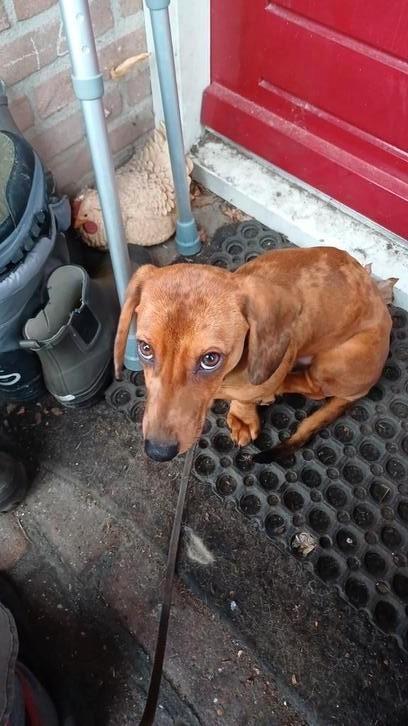 Caninchen teckel (reu) rood/bruin gevlekt zoekt lief nieuw b, Dieren en Toebehoren, Honden | Teckels en Dashonden, Reu, Korthaar