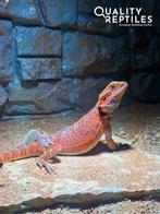 Tamme baardagaam met of zonder compleet ingericht terrarium, Dieren en Toebehoren, Reptielen en Amfibieën, Hagedis, 0 tot 2 jaar