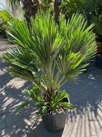 TE KOOP prachtige dwergpalm vulcano 90cm planthoogte, Tuin en Terras, Ophalen, Overige soorten, Struik, Minder dan 100 cm