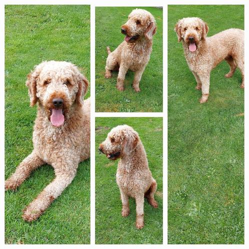 Ervaren Rode Poedel getest HD & ED VRIJ., Dieren en Toebehoren, Honden | Dekreuen, Reu, Particulier, Eén hond, Nederland, 3 tot 5 jaar
