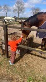 Verzorgpony gezocht! Verzorger/bijrijder aangeboden, Ophalen of Verzenden, Nieuw