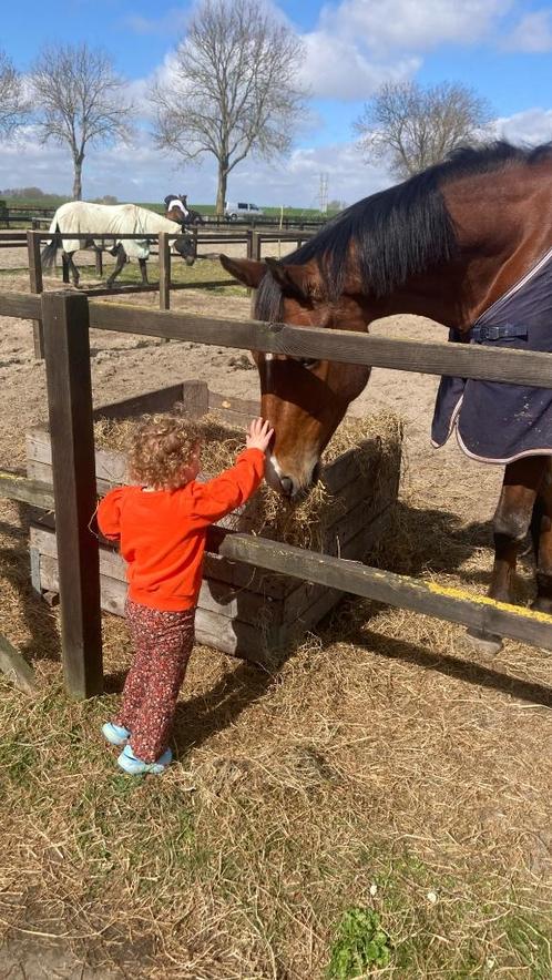 Verzorgpony gezocht! Verzorger/bijrijder aangeboden, Dieren en Toebehoren, Paarden en Pony's | Verzorgingsproducten, Nieuw, Ophalen of Verzenden
