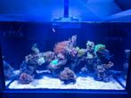 Zeeaquarium, Compleet, Redsea 250, vissen, koraal, Dieren en Toebehoren, Ophalen, Zo goed als nieuw, Gevuld zeewateraquarium
