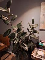 Rubberplant, Huis en Inrichting, Kamerplanten, Ophalen, Ficus, Halfschaduw, Minder dan 100 cm