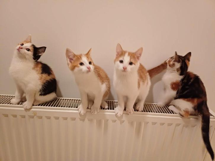 Super mooie lieve kittens mogen nestje verlaten., Dieren en Toebehoren, Katten en Kittens | Overige Katten, Meerdere dieren