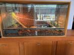Terrarium 120x50x60, Dieren en Toebehoren, Reptielen en Amfibieën | Toebehoren, Ophalen of Verzenden, Zo goed als nieuw, Terrarium of Paludarium