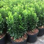 Euonymus Green Spire (prachtige buxusvervanger), Ophalen, Overige soorten, Minder dan 100 cm