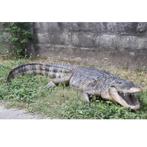 American Alligator – Krokodil beeld Lengte 241 cm
