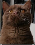 Gezocht:Britse Korthaar kitten (cinnamon / chocoladebruin), Kater