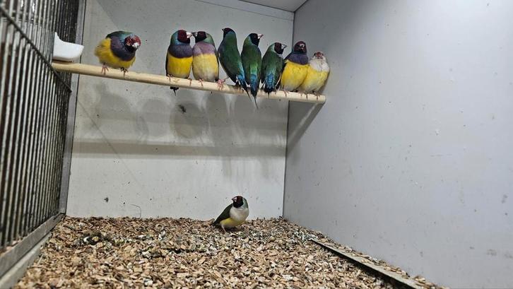 9 gould amadines, Dieren en Toebehoren, Vogels | Overige Vogels, Meerdere dieren