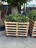 Hedera stunt prijs nu per kist 150 stuks slechts 250,00, Ophalen, Vaste plant, Bloeit niet, Halfschaduw